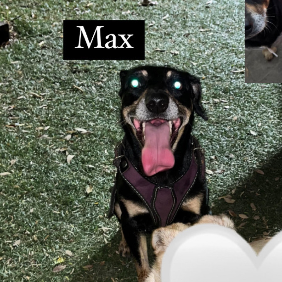 MAX | Raza Mestizo | Perdido