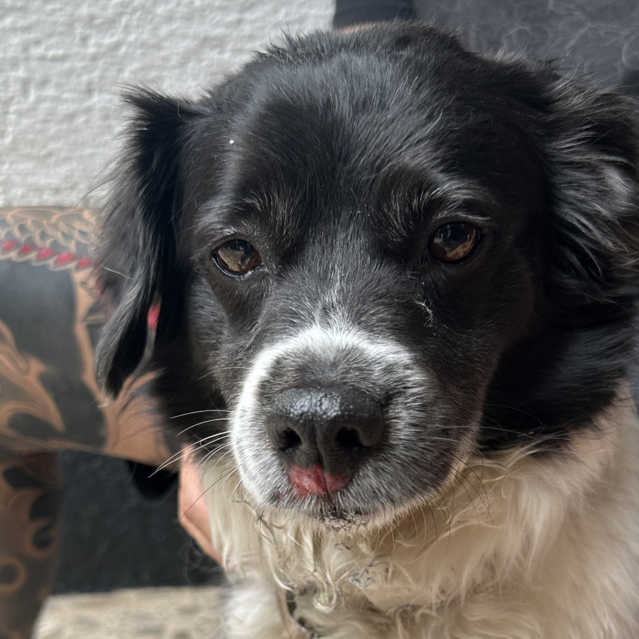  | Raza Mestiza, posible cruza de Border Collie | Final Feliz