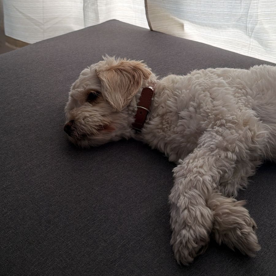 BRAULIO | Raza Mestizo, cruza de Poodle con Schnauzer, (Schnoodle) | Perdido