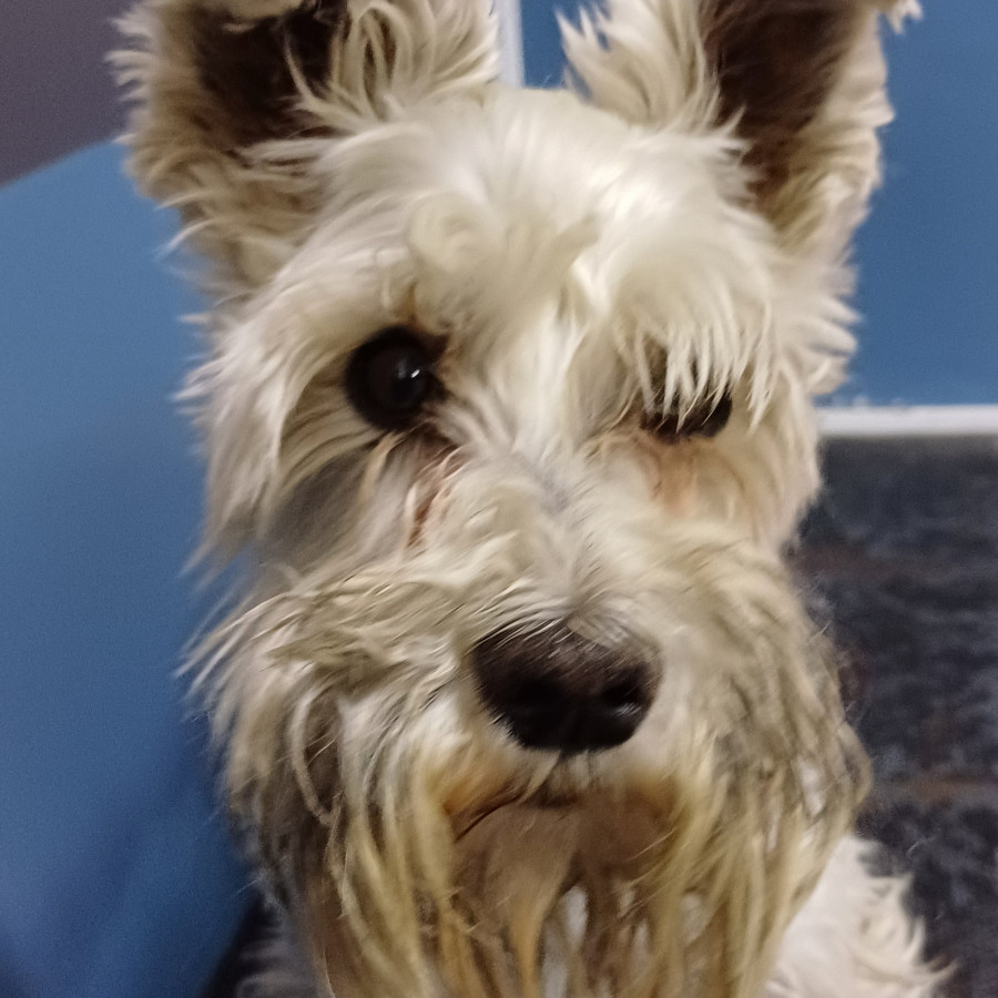  | Raza Schnauzer | Final Feliz