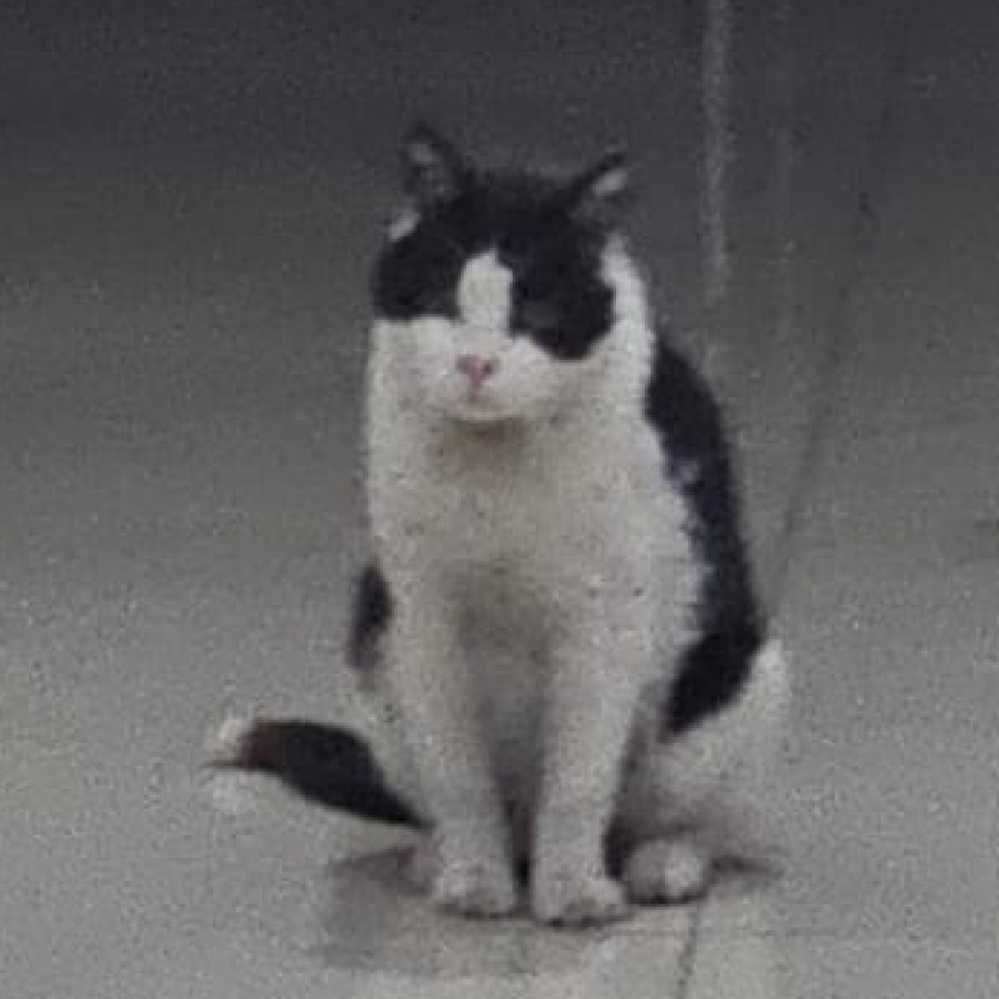 MANCHAS | Raza Doméstico Americano de pelo semilargo | Perdido