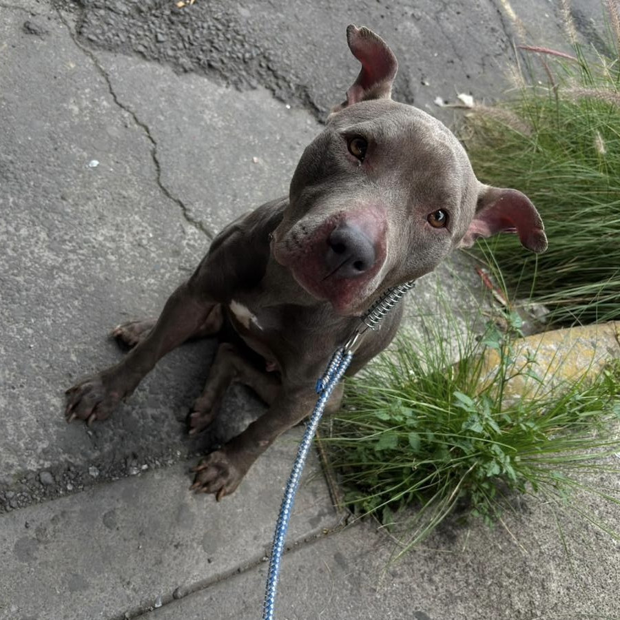  | Raza American Pitbull Terrier | Encontrada