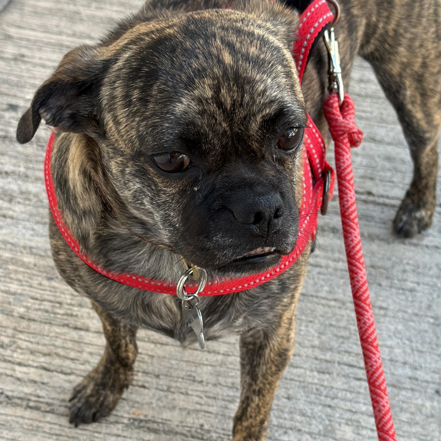 YODA | Raza Mestiza, cruza de Pug | Perdida