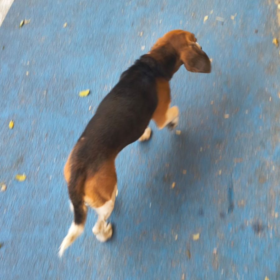 CANELO | Raza Beagle | Perdido