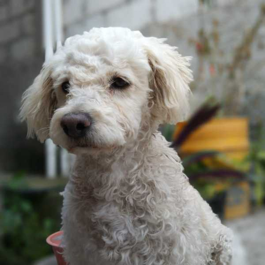 LINDA | Raza French Poodle o Caniche | Final Feliz