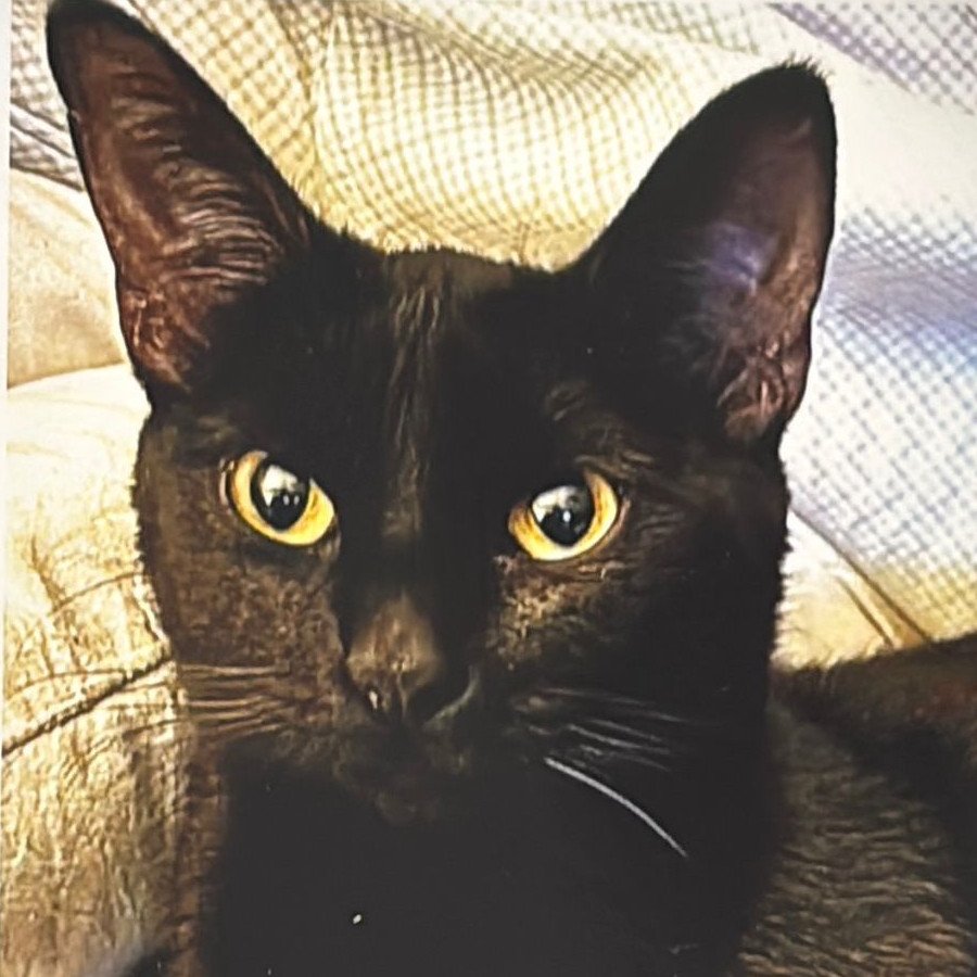 NIÑA | Raza Bombay | Perdida