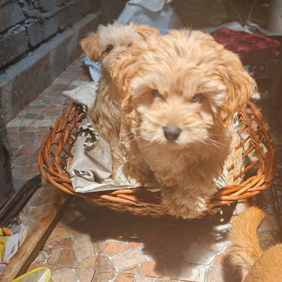 HERMOSA CACHORRITA | Raza Mestiza, cruza de Maltés | En Adopción