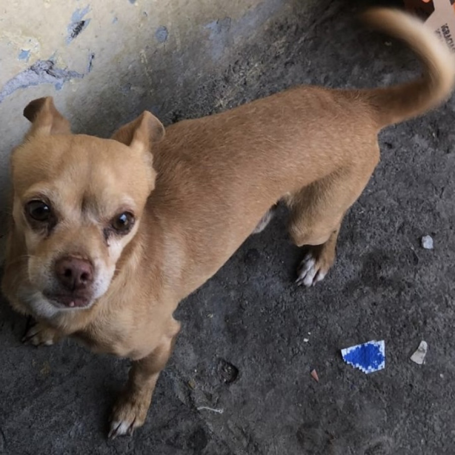SPIKE | Raza Chihuahua | Perdido