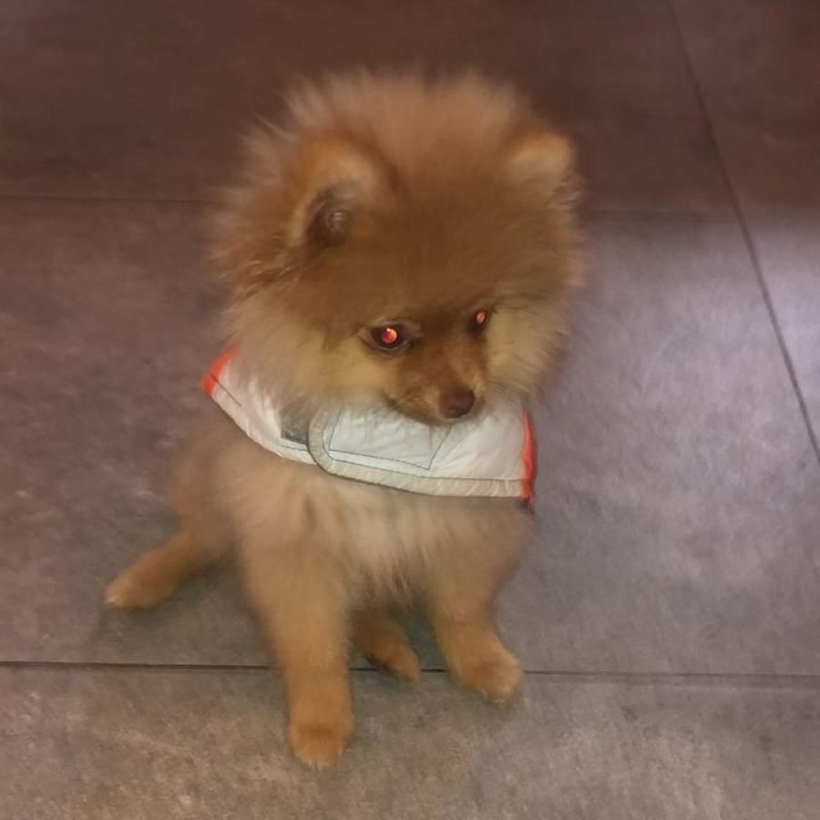 TIMÓN | Raza Pomerania | Perdido