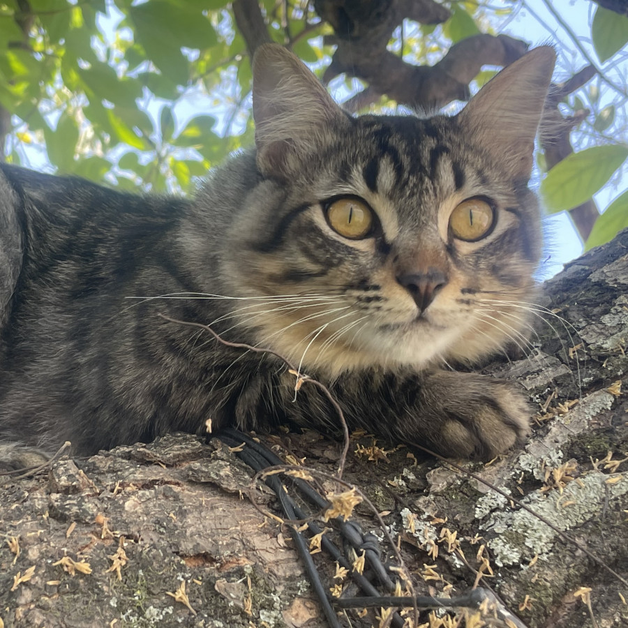 NEGRO | Raza Doméstico Americano de pelo semilargo | Perdido