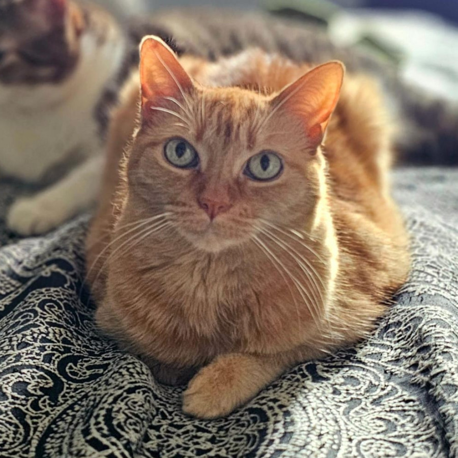 CAMILA | Raza Doméstico Americano de pelo semilargo | Perdida