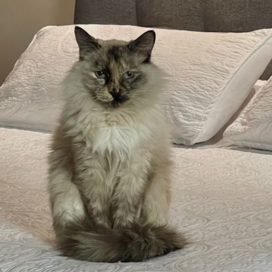 ISIS | Raza Balinés Punto Carey | Final Feliz