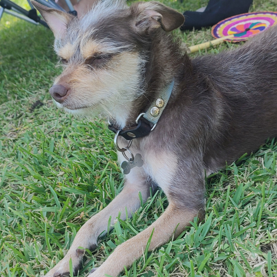 MAKI | Raza Mestiza | Perdida