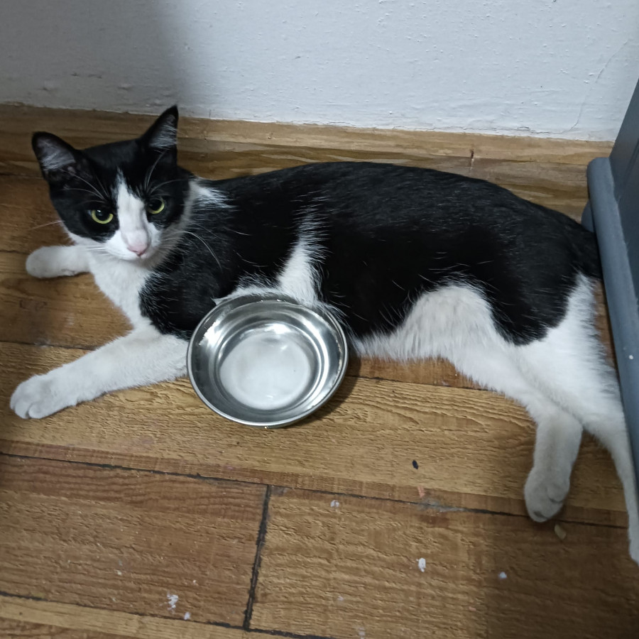 DRAGANA | Raza Doméstico Americano de Pelo Semilargo | Perdida