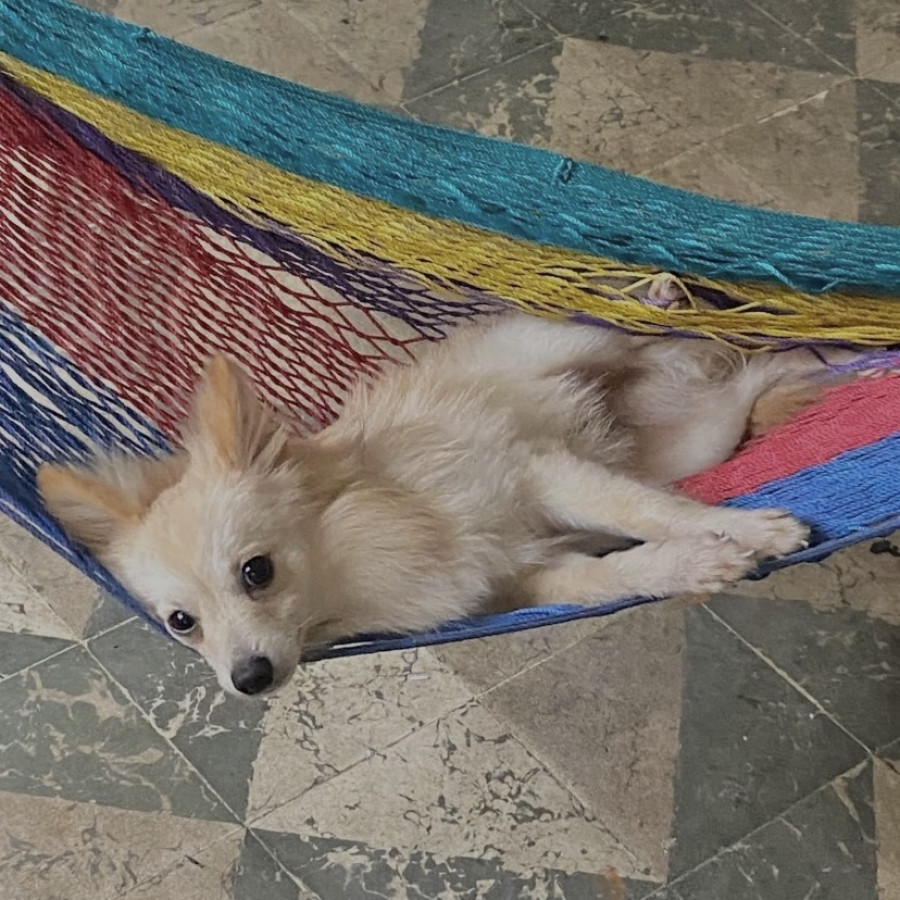 GÜERO | Raza Mestizo, cruza de Pomerania con Chihuahua | Perdido