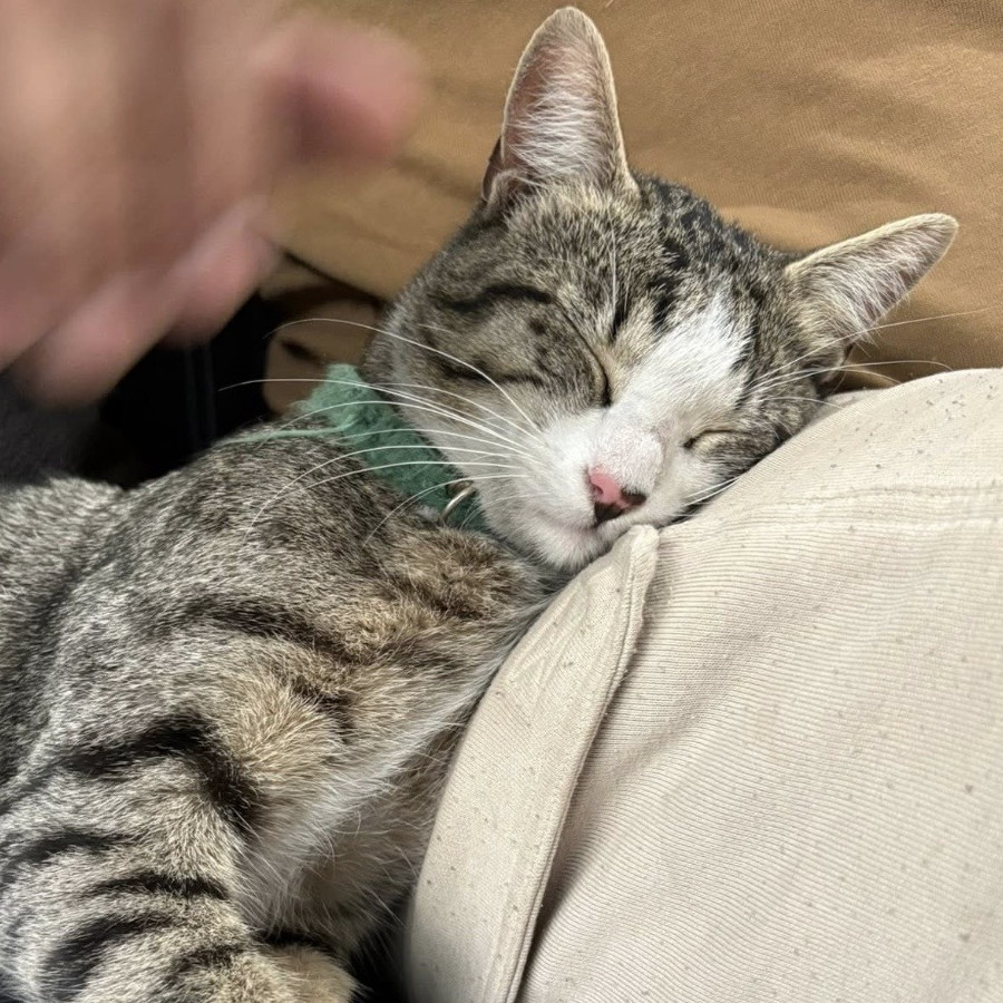 FELIPE | Raza Doméstico Américano de Pelo Corto | Perdido