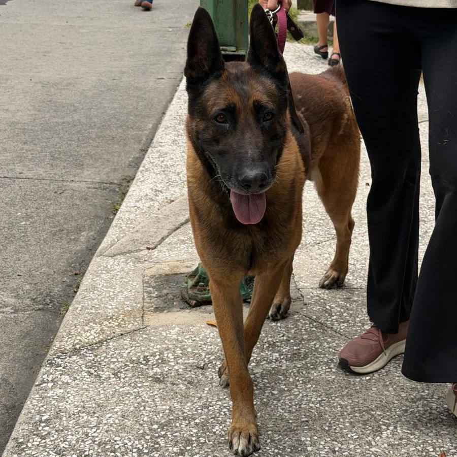  | Raza Pastor Belga Maliniois | Encontrado