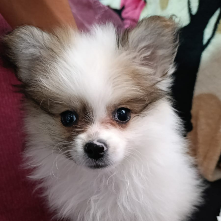 NIGHTWING | Raza Pomerania | Perdido