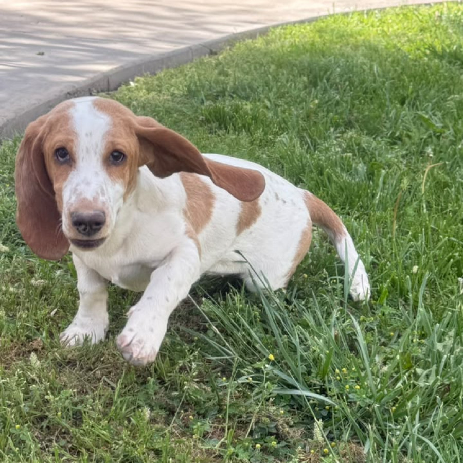 PETUNIA | Raza Basset Hound | Perdida