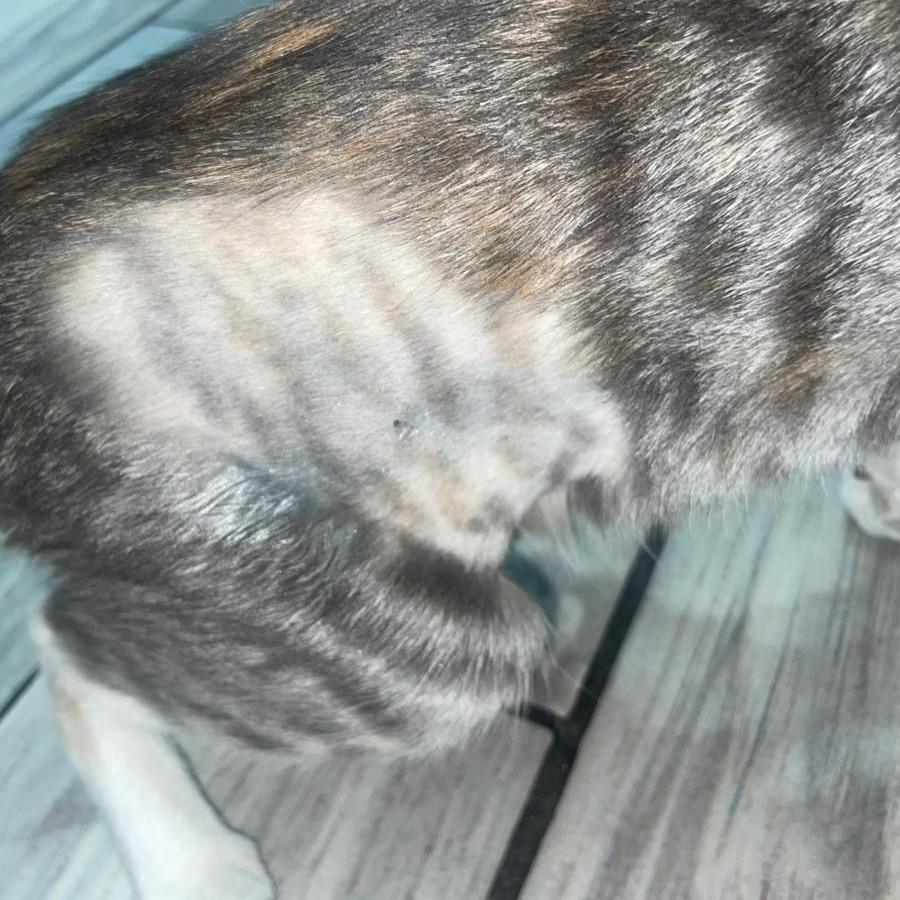 NALA | Raza Doméstico Americano de  Pelo de Alambre | Perdida