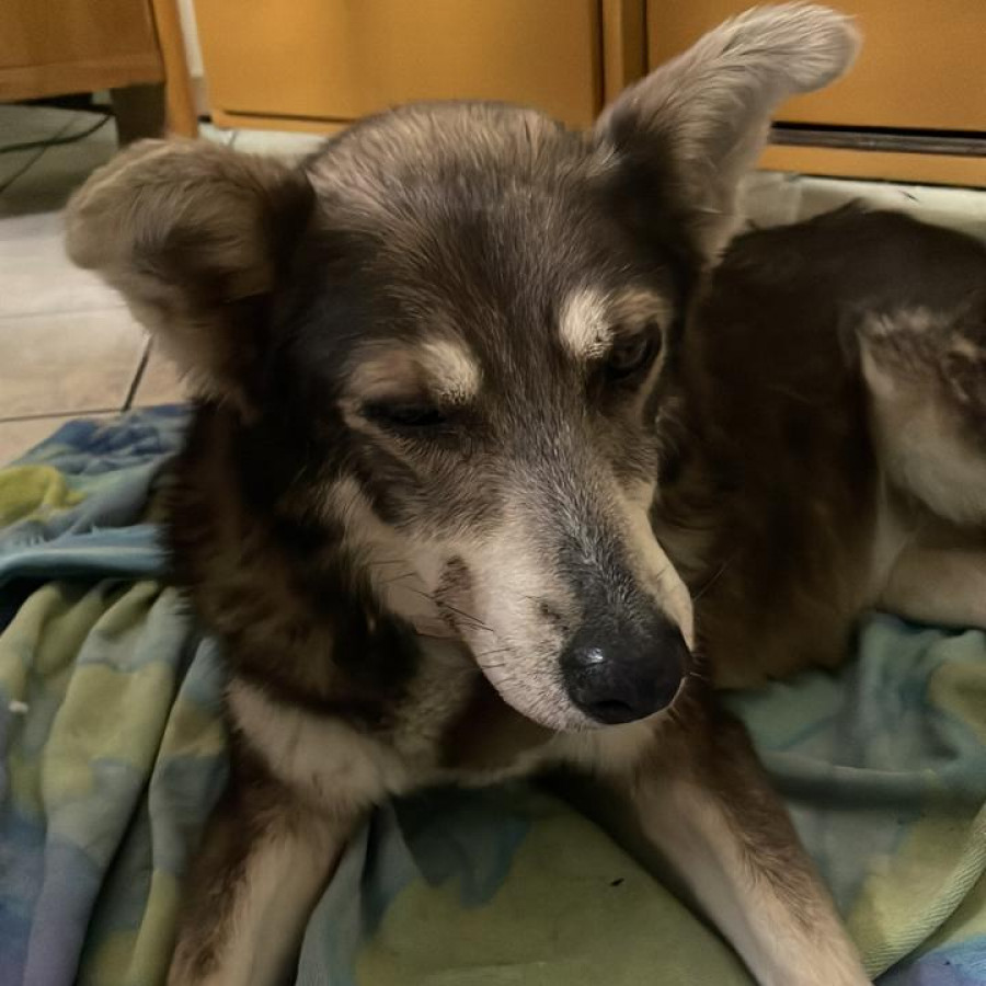 LOBY | Raza Mestiza, cruza de Husky Siberiano | Perdida