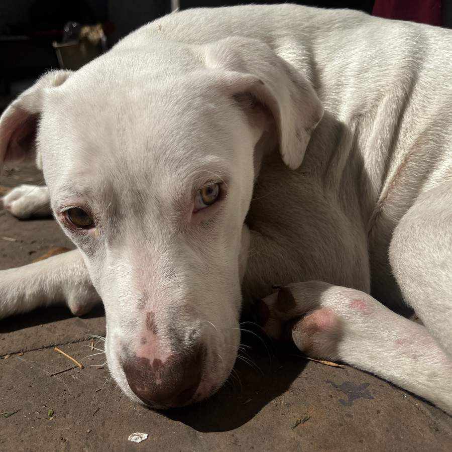 LIÓN | Raza Mestizo, cruza de Labrador | Perdido
