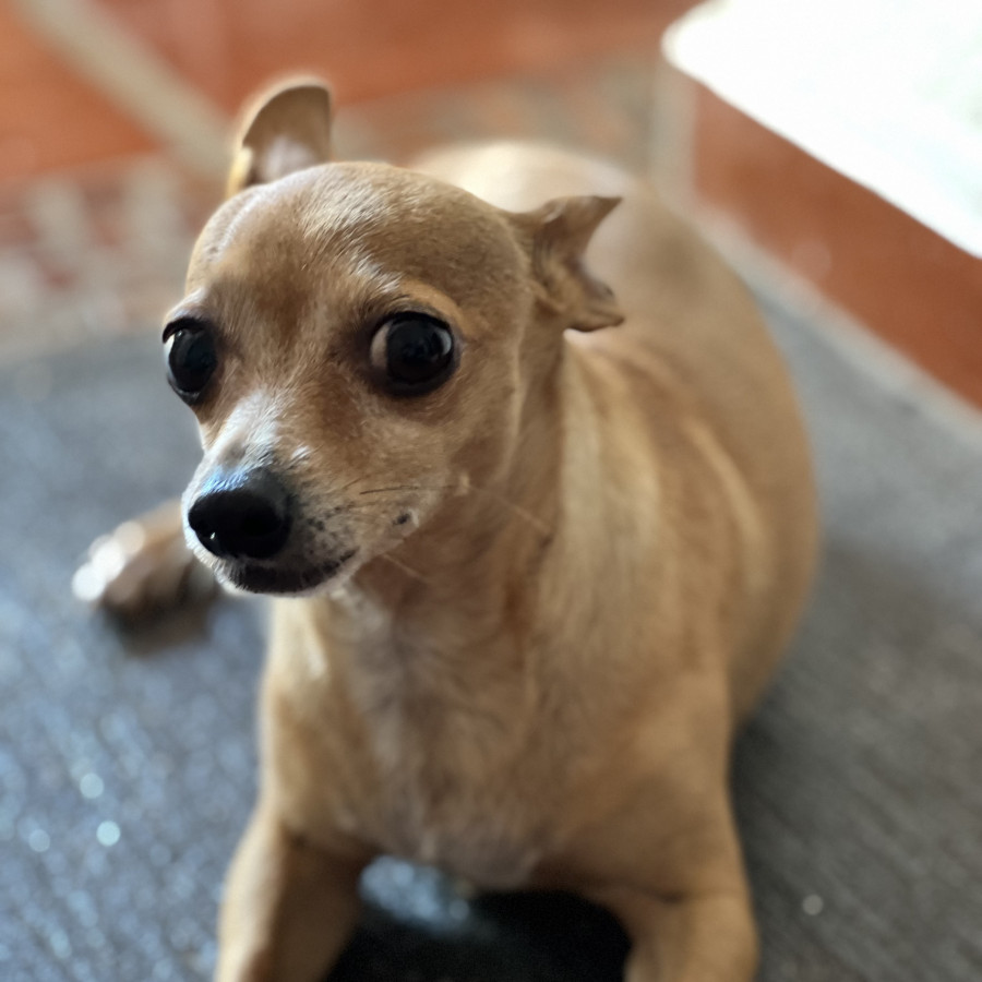 CANELA | Raza Chihuahua | Perdida