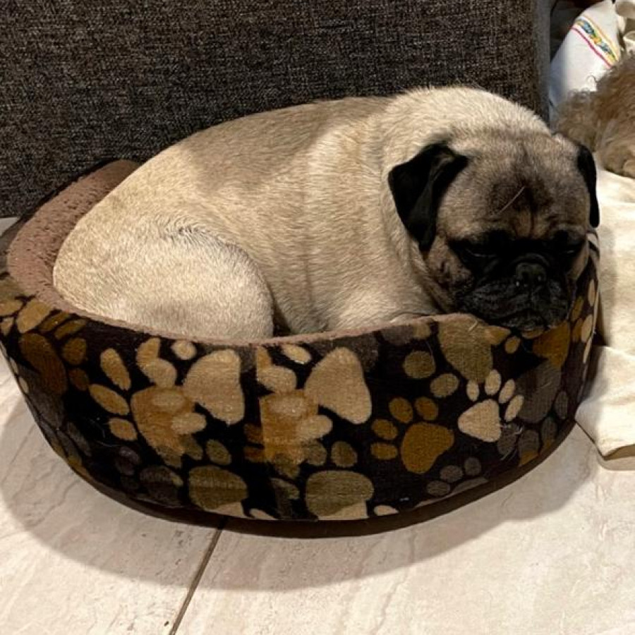 HARRY | Raza Pug o Carlin | Perdido