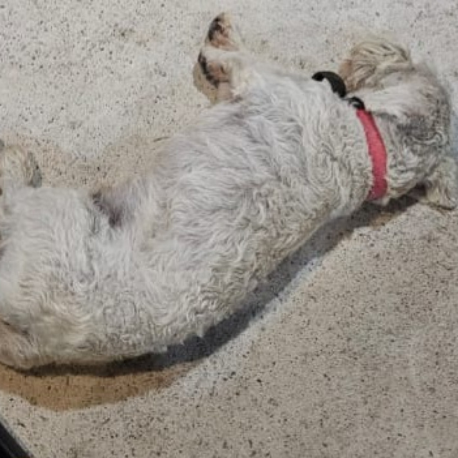 MINATO | Raza Mestizo, cruza de Maltés | Perdido