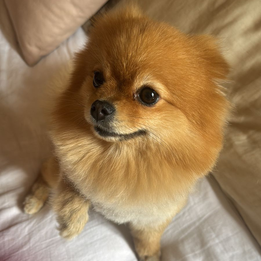  | Raza Pomerania | Final Feliz