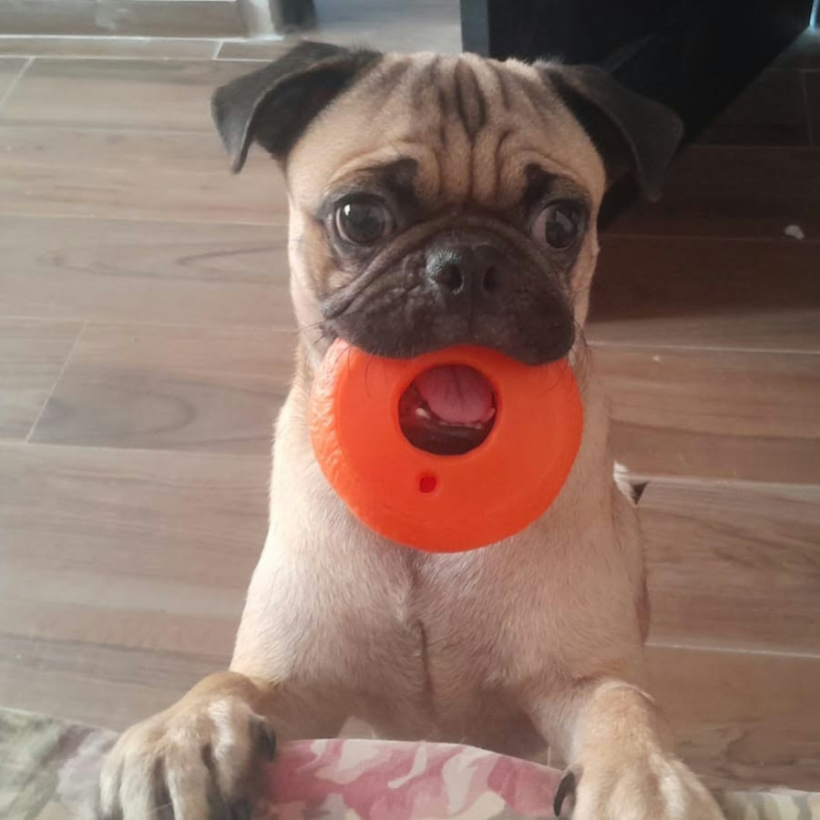 JACK | Raza Pug o Carlin | Perdido