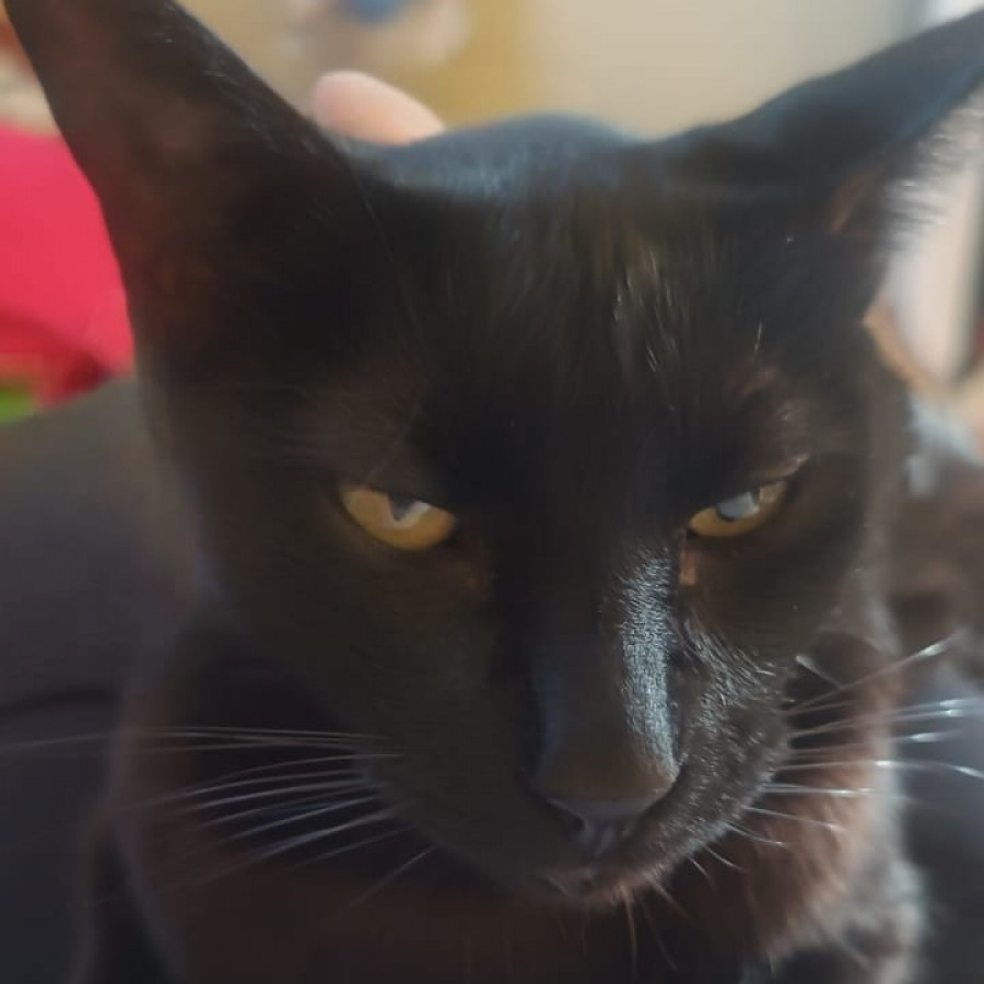 BILL | Raza Bombay | Perdido