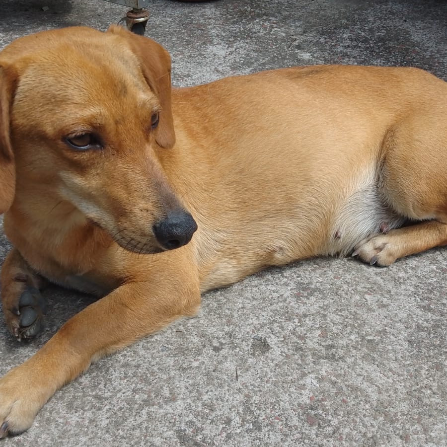  | Raza Dachshund o Salchicha  | Encontrada