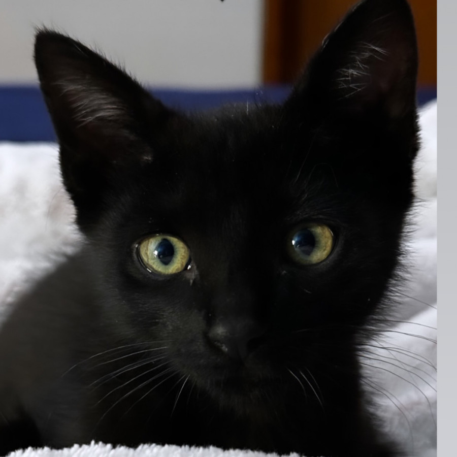 BARTOLITO | Raza Bombay | En Adopción