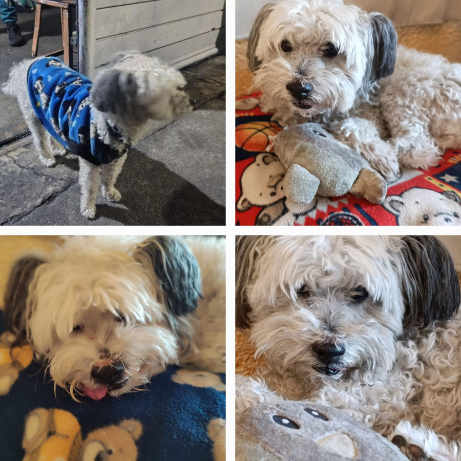 MANCHAS | Raza Mestizo, cruza de French Poodle | Final Feliz