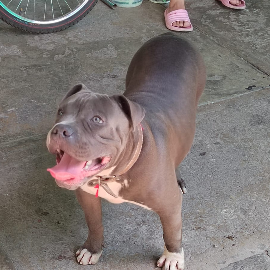 ZEUS | Raza American Bully  | Final Feliz