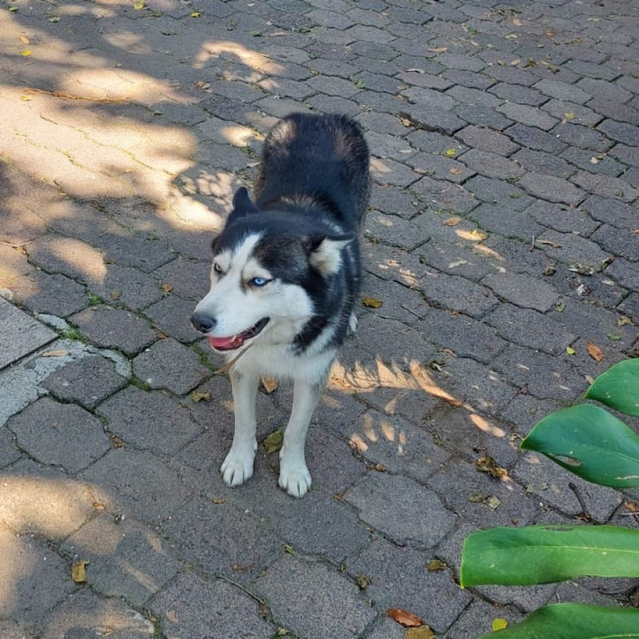 KAYRA | Raza Husky Siberiano | Final Feliz