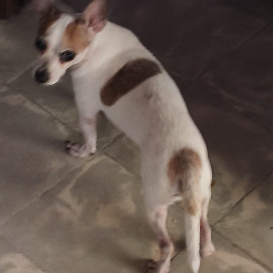 PISHY | Raza Chihuahua | Perdido
