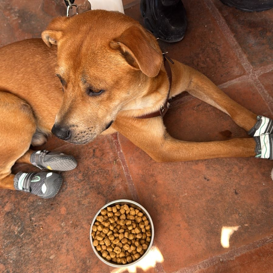 SANDALIO | Raza Mestizo | En Adopción