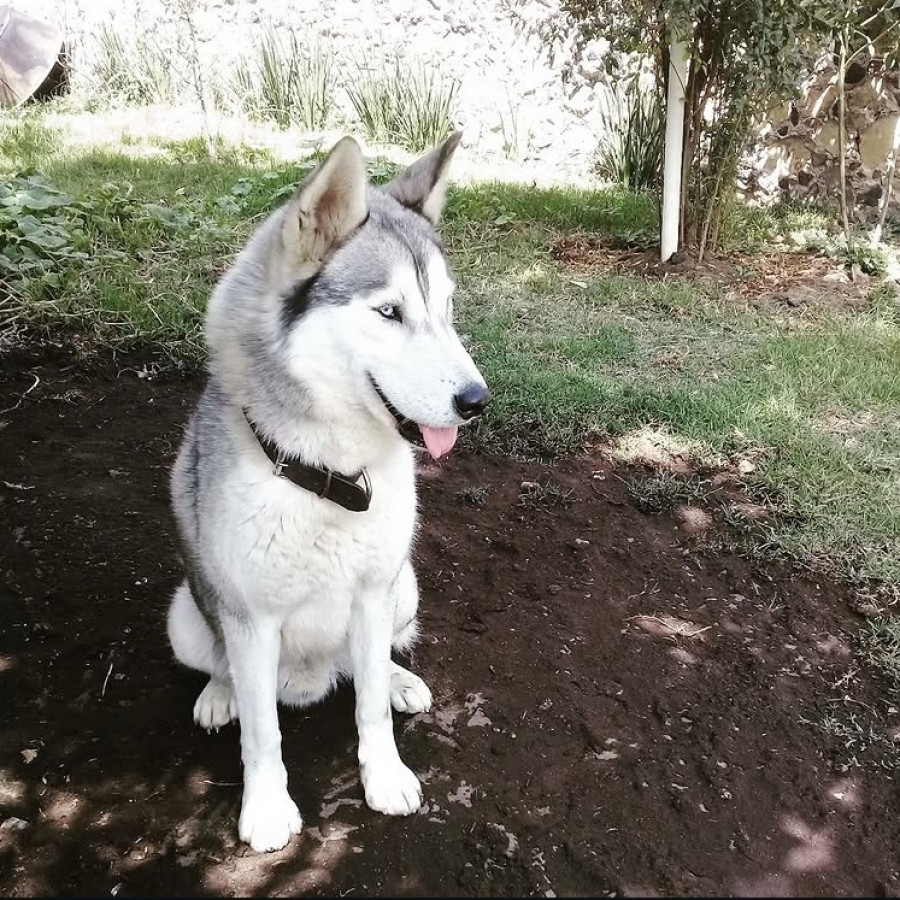 ROCKY | Raza Husky Siberiano | Perdido