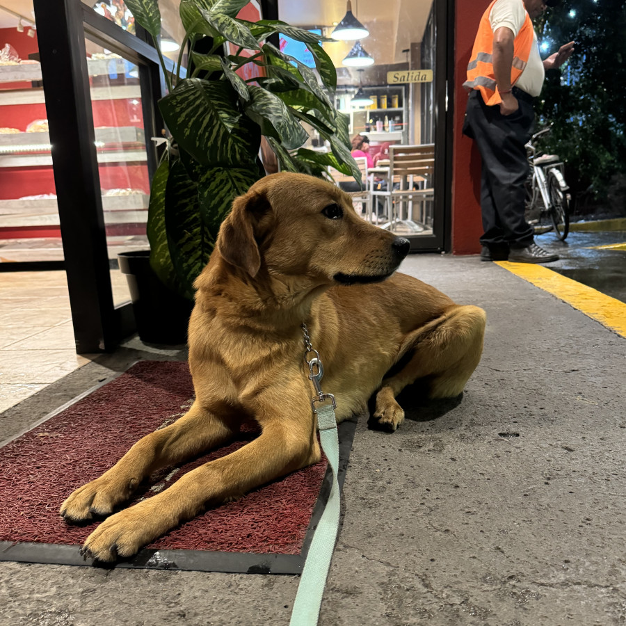  | Raza Mestizo, cruza de Labrador | Encontrado