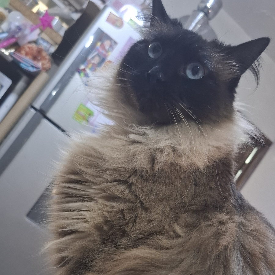 TISHA | Raza Balinés punto foca | Perdida