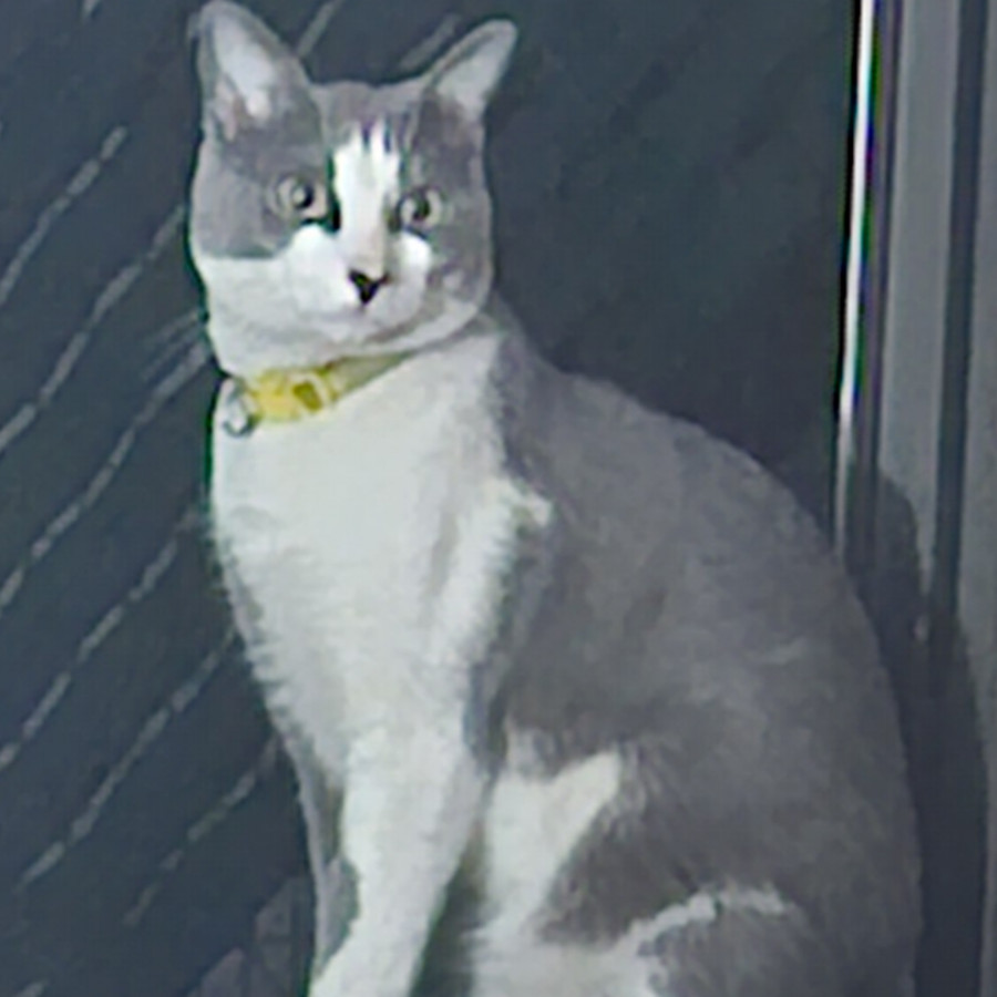 SARANG | Raza Doméstico Américano de Pelo Corto | Perdido