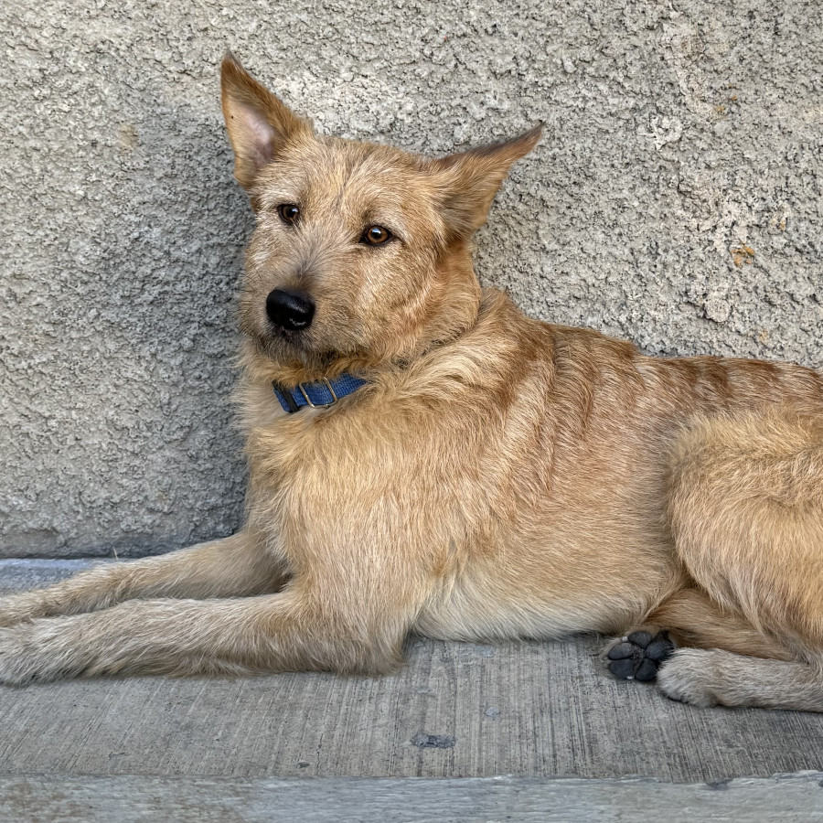  | Raza Mestizo | Encontrado