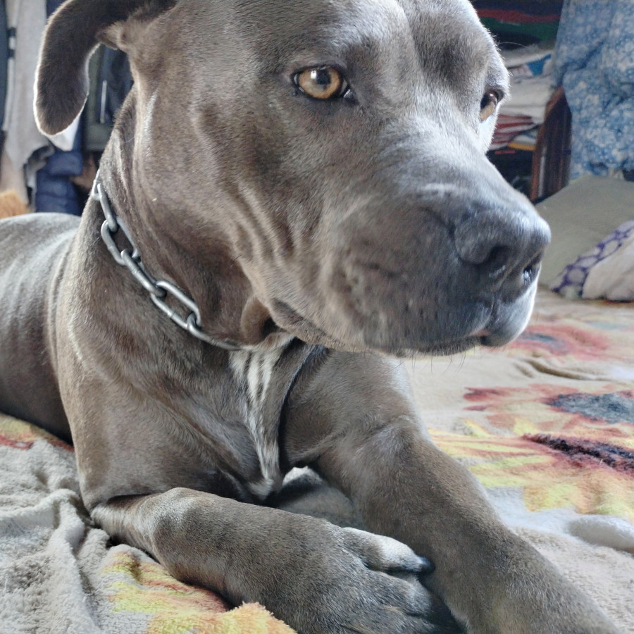 GRIZZLY | Raza American Pitbull Terrier | Perdida