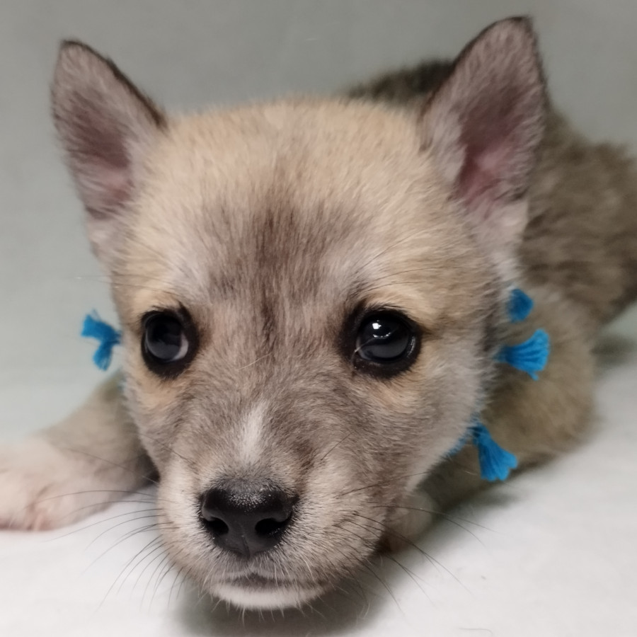 SULTÁN | Raza Mestizo, cruza de Husky con Labrador | En Adopción