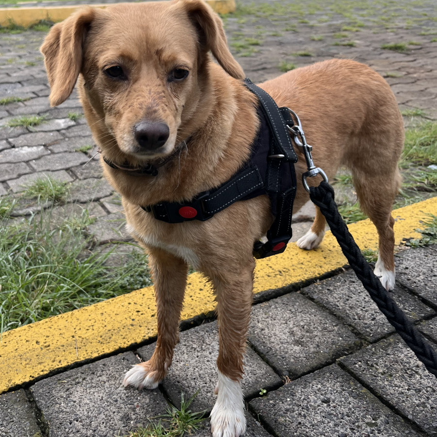  | Raza Mestiza | Encontrada