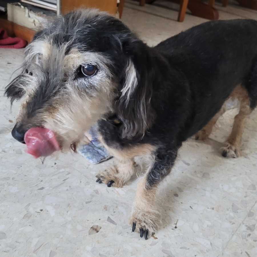 CHAPARRO | Raza Dachshund o Salchicha de pelo duro | Final Feliz