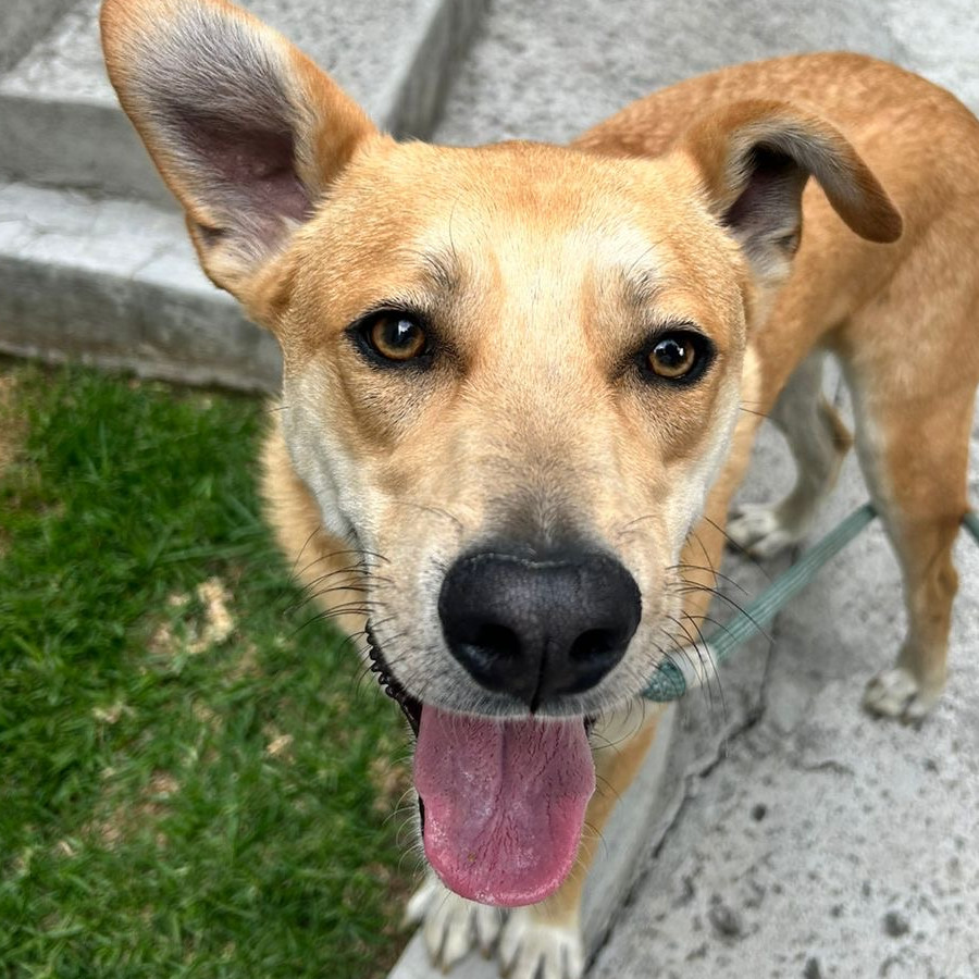  | Raza Mestizo | Encontrado