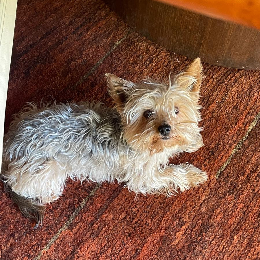 CAMILO | Raza Yorkshire Terrier (Yorkie) | Perdido